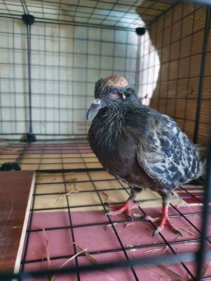 Не день а хуетень голубь