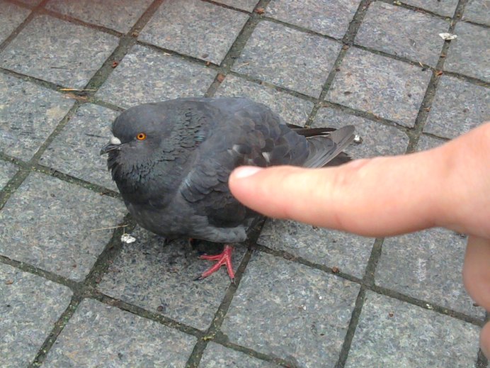 Голубь Лондон Pigeon