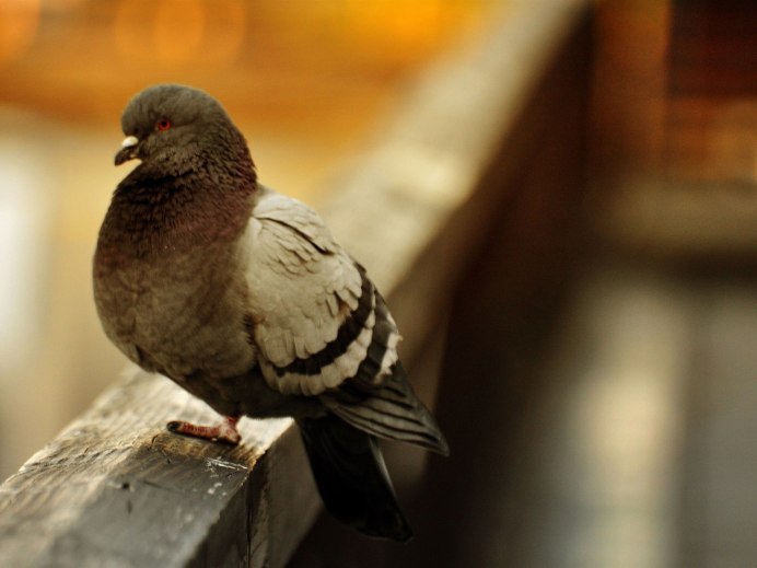 Голуби на крыше