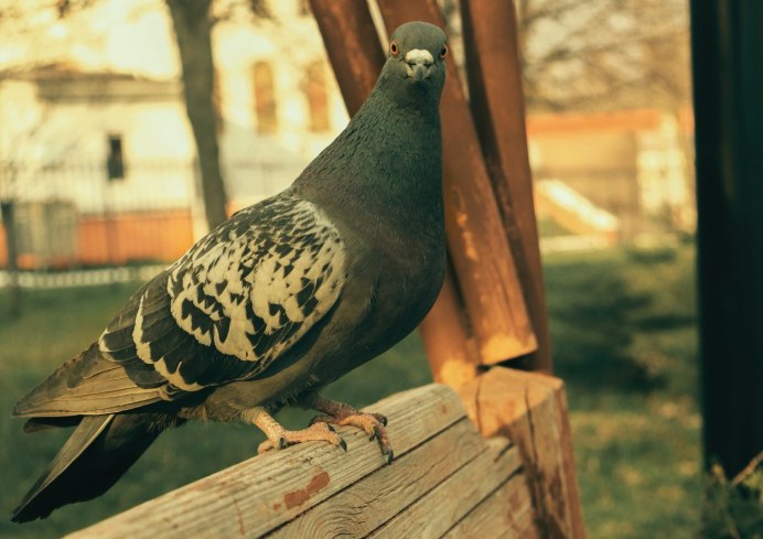 Голубь фотограф