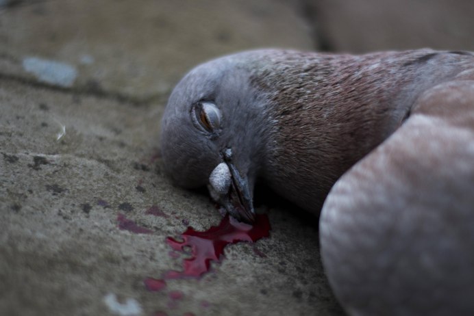 Голубь на парапете