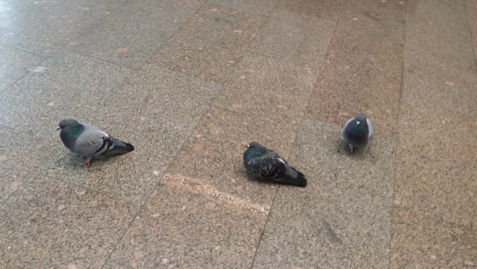 Голуб от холода