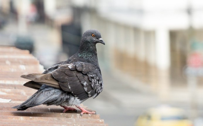 Птица под дождем