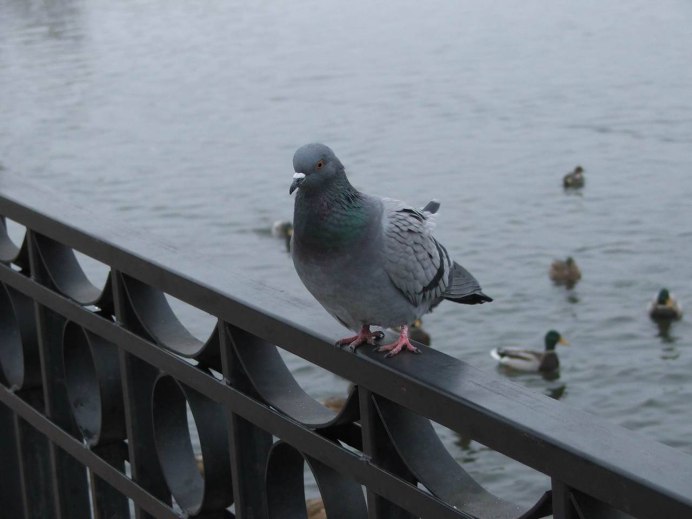 Жирный голубь