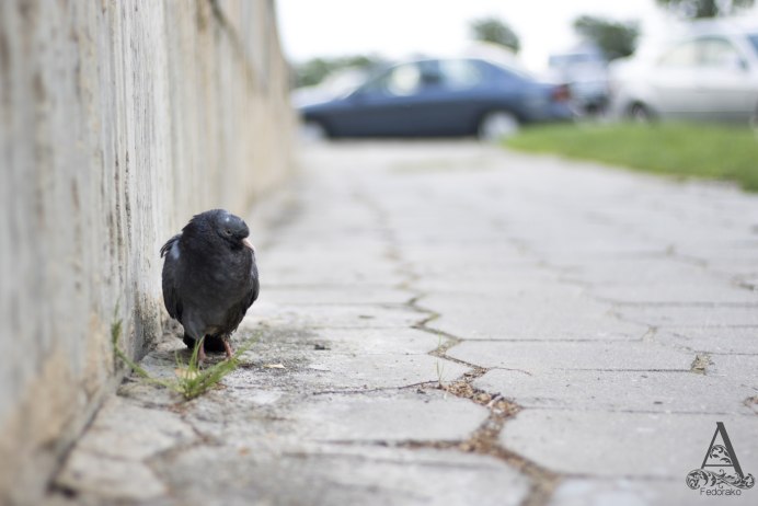 Голуби грусть