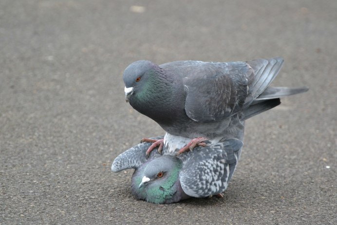 Hermes e de la Pere голуби