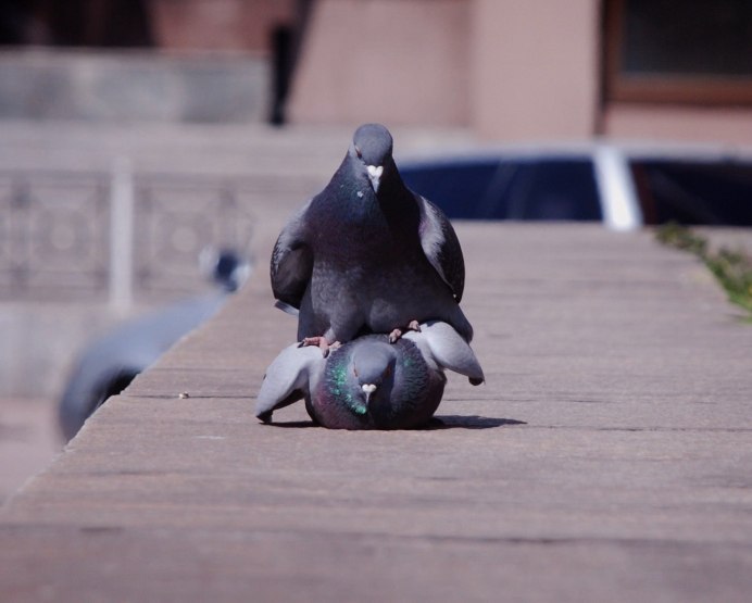 Я не знаю как жить эту жизнь