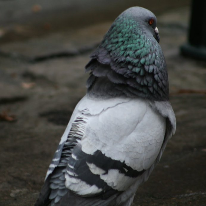 Грустный голубь