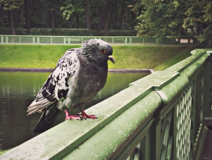 Злой голубь