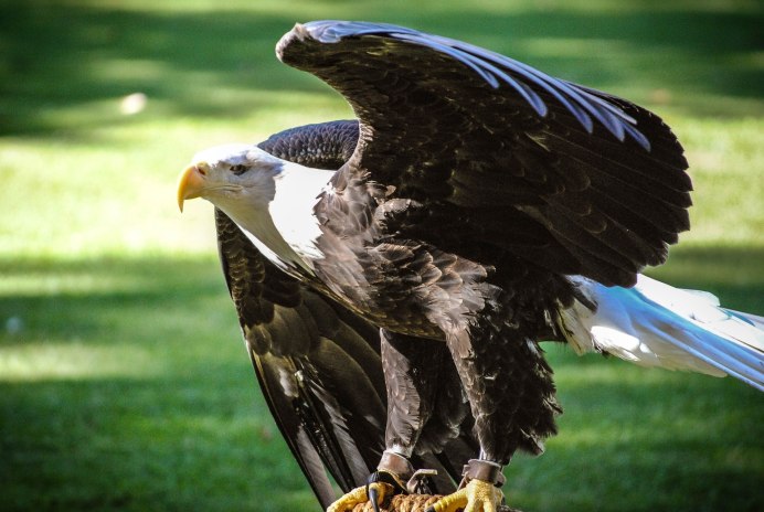 Видео Eagles