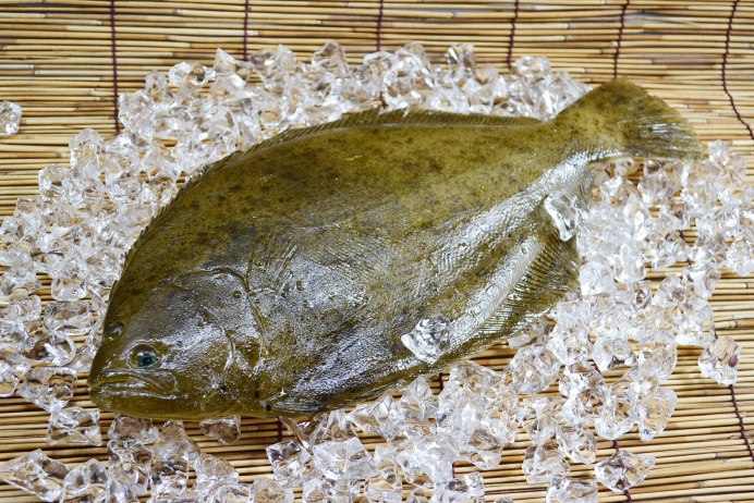 Камбала Королевская