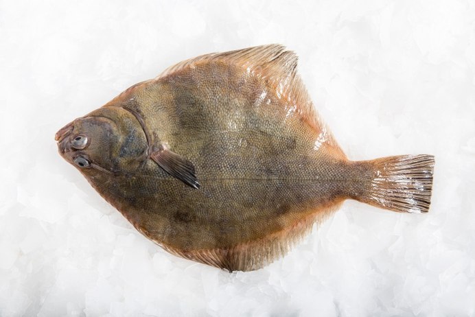 Камбала fish2o