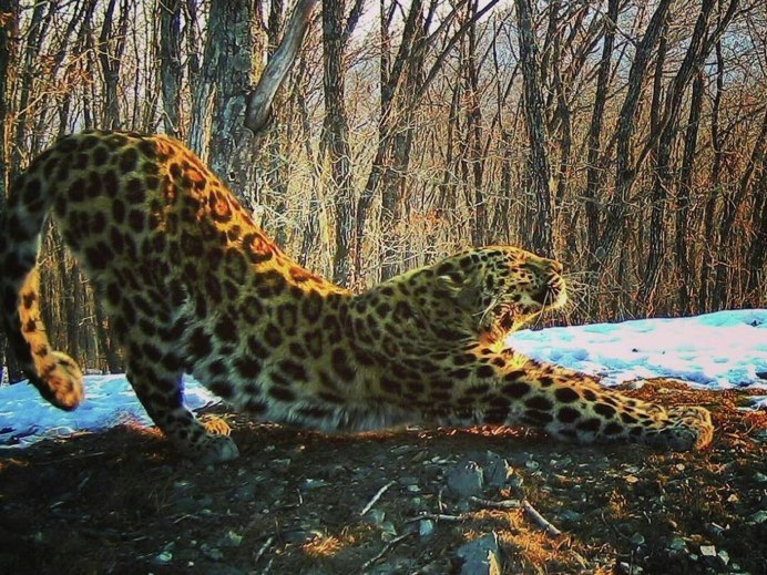 Ирбис фотоловушка