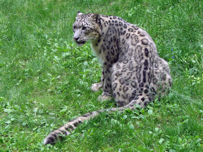 Дымчатый леопард (Neofelis nebulosa),