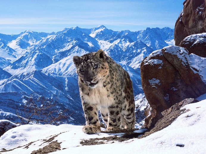 - Снежный Барс (Panthera uncia