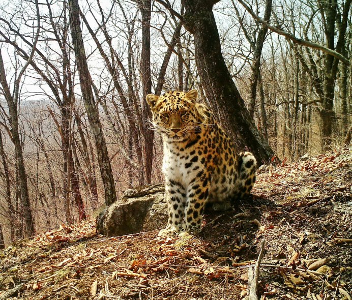 Карл Брендерс снежный Барс