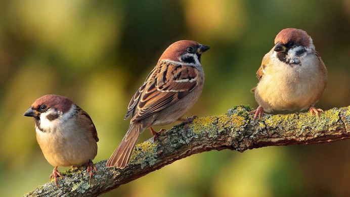 Воробей домовый passer domesticus