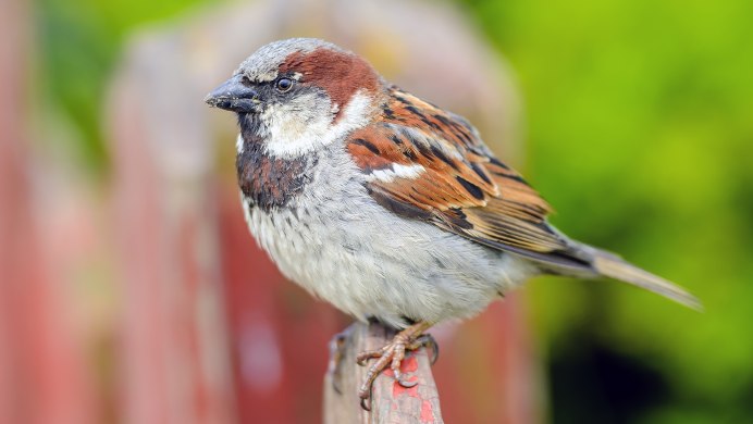 Домовый Воробей (лат. Passer domesticus)