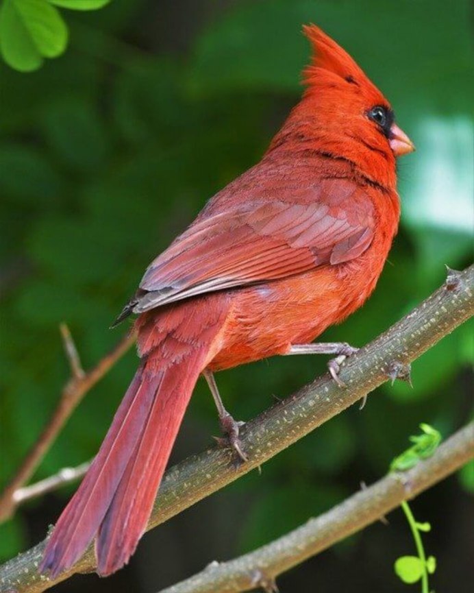 Красная птица