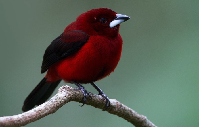 Красный овсянковый Кардинал