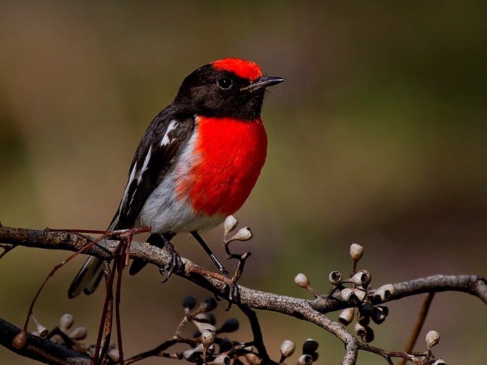 Виргинский Кардинал птица