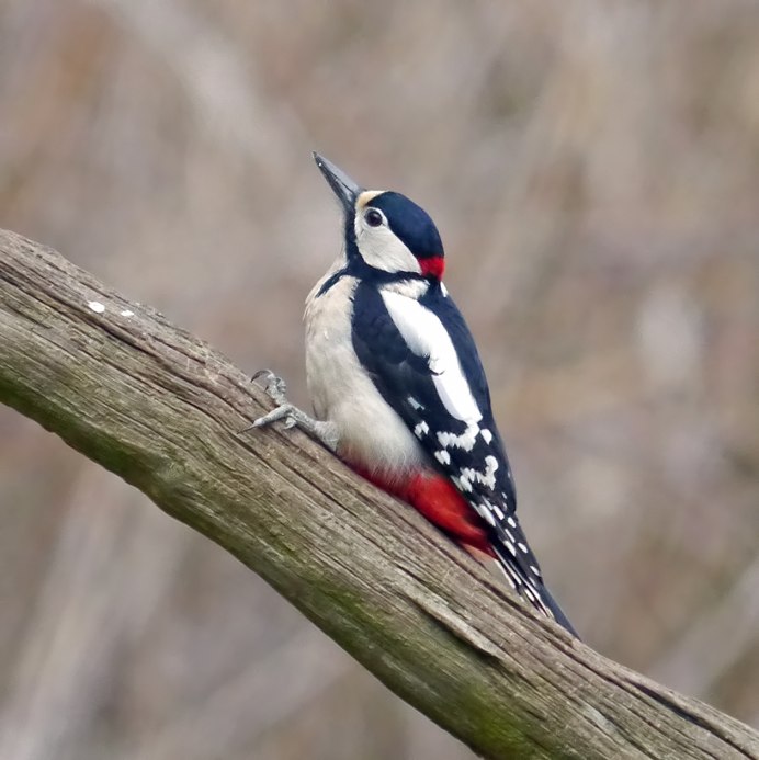 Птица с оранжевой спинкой