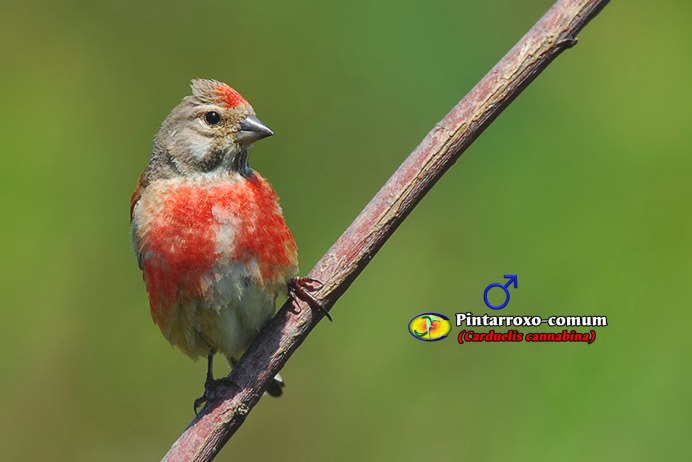 Красногрудая Малиновка Маргарет