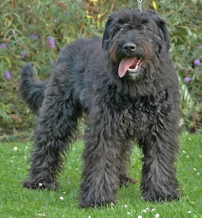 Bouvier des Flandres порода
