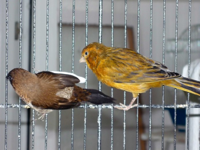 Red Factor Canary