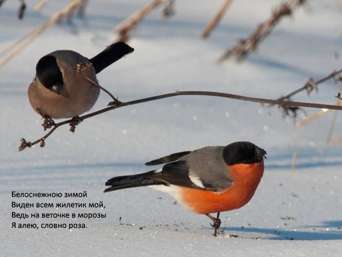 Красногрудый Снегирь самка