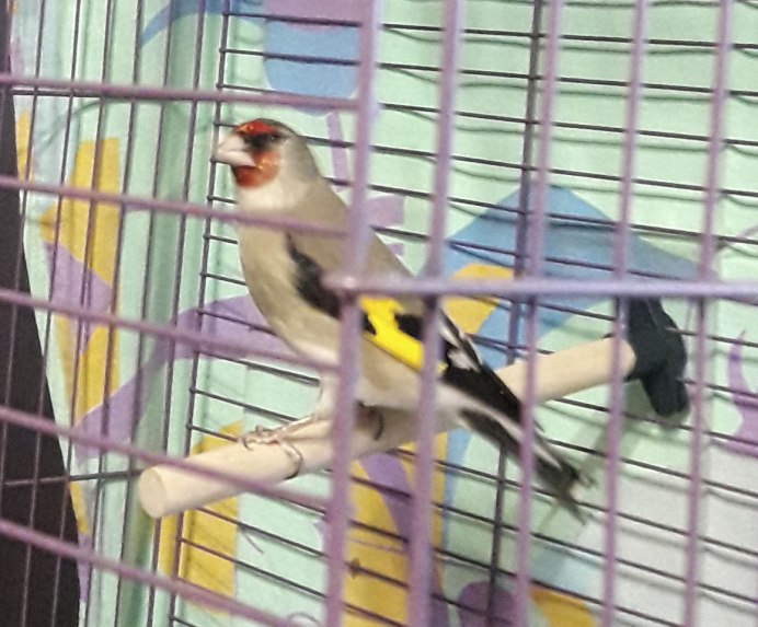 Cage Goldfinch