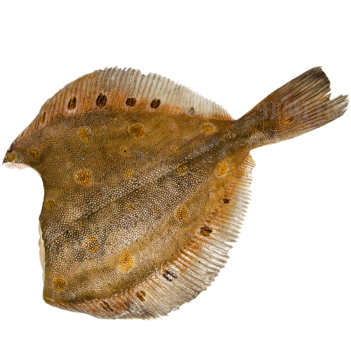 Морская камбала