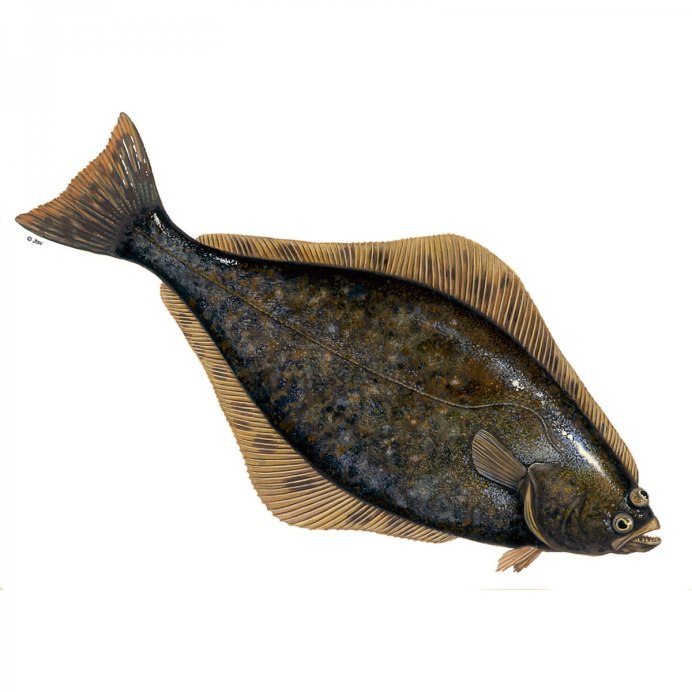 Морская камбала (pleuronectes platessa)