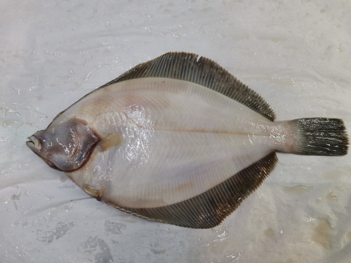 Морская рыба камбала