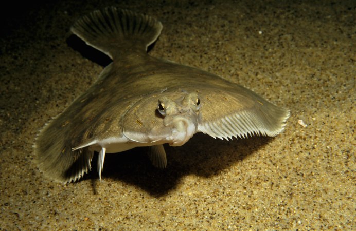 Hippoglossus Hippoglossus (палтус белокорый)