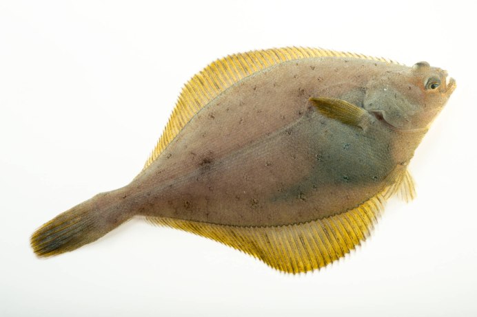 Морская камбала