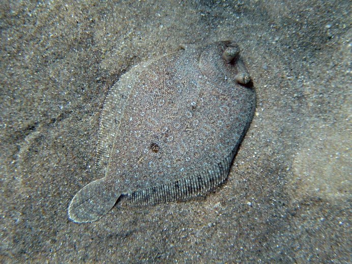 Hippoglossoides dubius