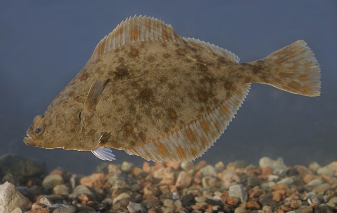 Bothus pantherinus