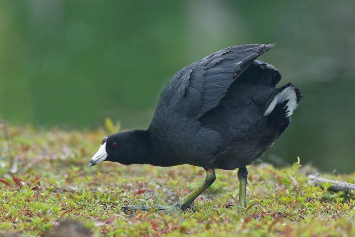 Американская лысуха