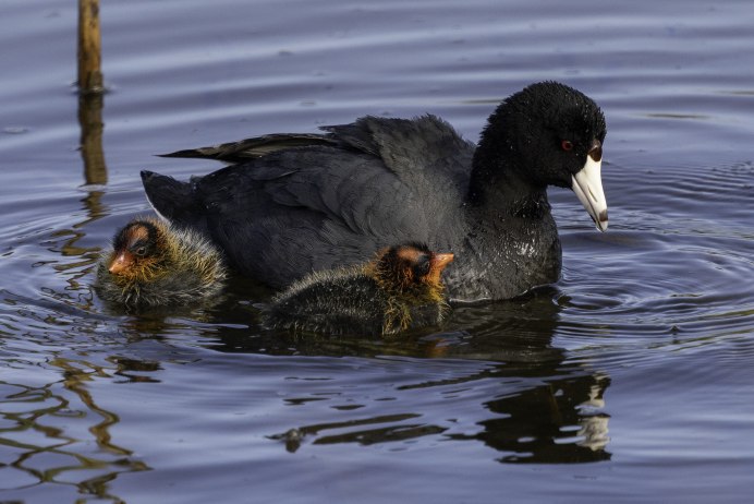 Американская лысуха птица