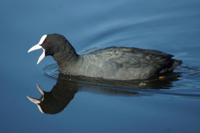 Обыкновенная лысуха