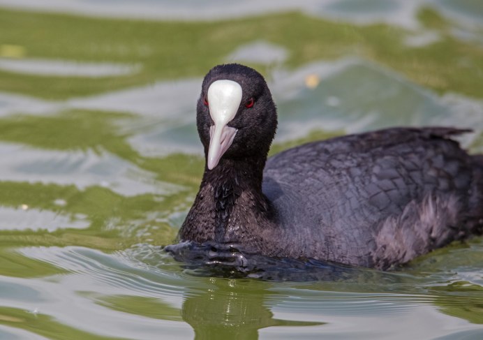 Болотная Курочка лысуха