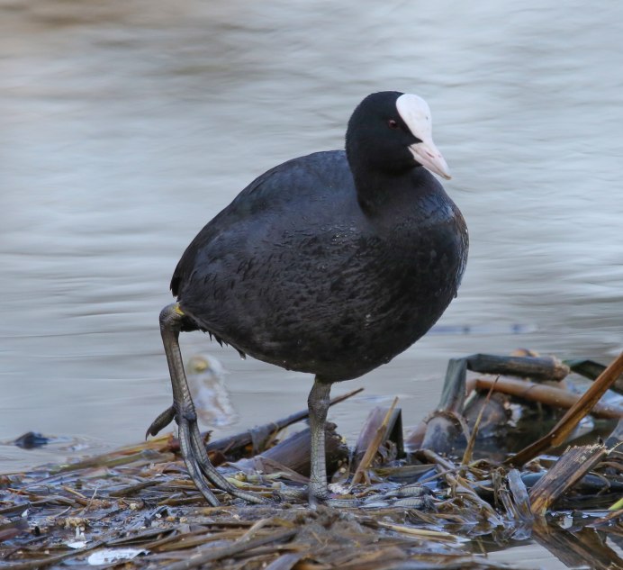 Лысуха Сибирь