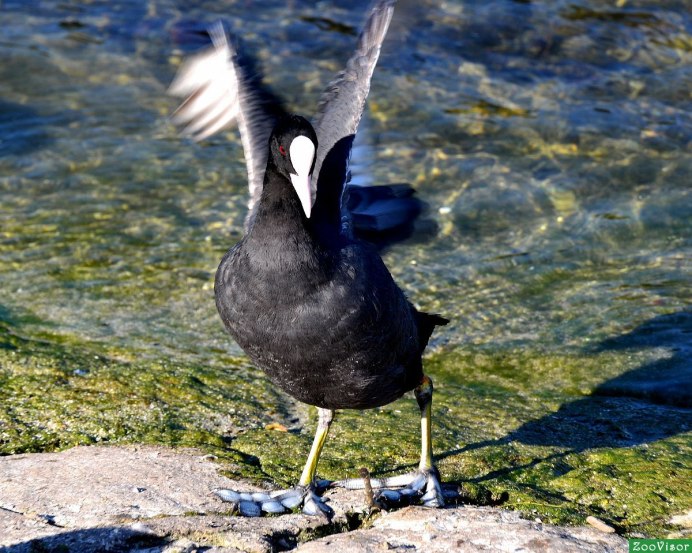 Утка лысуха