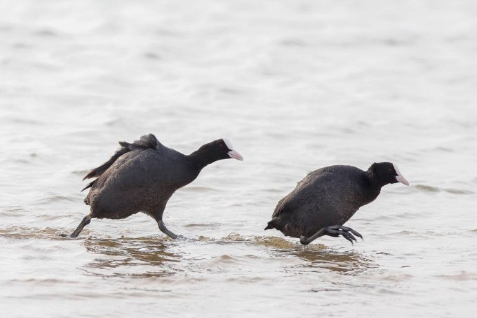 Водоплавающие птицы Москвы