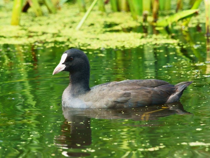 Лысуха (Fulica atra)