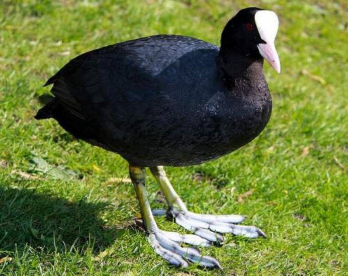 Лиска птица