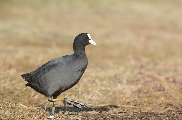 Американская лысуха птица