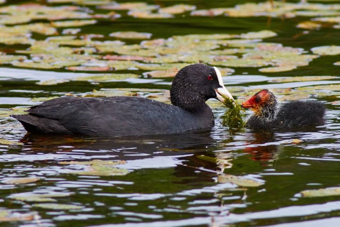 Желтоклювая лысуха