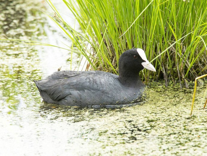 Болотная Курочка лысуха